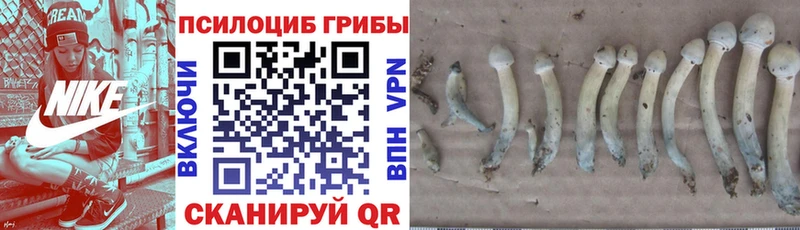 Галлюциногенные грибы Psilocybine cubensis  OMG   Никольск 